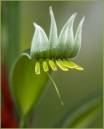 Kangaroo_Paw.jpg