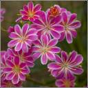 LEWISIA_.jpg