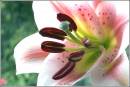 LILY_CLOSE_UP_.jpg
