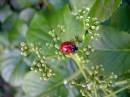 Ladybird_010-1.jpg