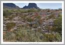 Laughlin-D2-_1291-_-SS.jpg