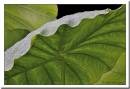 Leaf-21.jpg