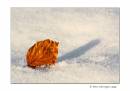Leaf-in-Snow.jpg