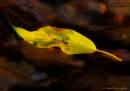 Leaf1.jpg