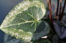 Leaf5.jpg