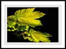 Leaves-_-Light-2.jpg