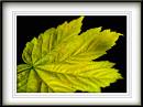 Leaves-_-Light.jpg