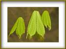 Leaves.jpg