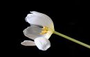 Lillies_2a.jpg