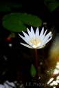 Lilly_00101.jpg
