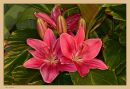 Lilly_N_D_600_Sigma_105_Macro_RF_HH_060416_9272.jpg