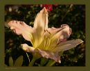 Lilly_N_D_600_Sigma_105_Macro_Tripod_RF_060916_9371.jpg