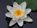 Lily-01.jpg