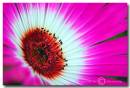 Livingstone-Daisy1.jpg