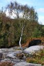 Lone_Tree1.jpg
