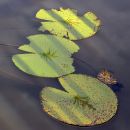 Lotus_pond_3.jpg