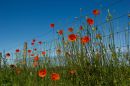 Loving_Poppies.jpg