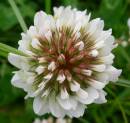 MACRO_012.jpg