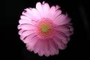 MARCOPETALS30091PSWPF.jpg