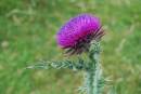 MUSK_THISTLE_2.jpg