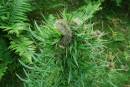 MUSK_THISTLE_9.jpg