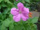 Macro_013.jpg