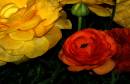 Magnificence_of_spring.jpg