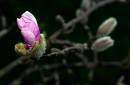 Magnolia-Bud.jpg