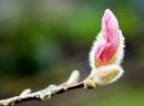 Magnolia-Budding.jpg