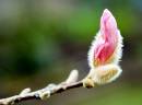 /gallery/data/505/thumbs/Magnolia-Budding.jpg