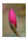 Magnolia1.jpg