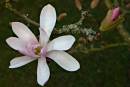 Magnolia3.jpg