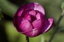Magnolia_black_Tulip_1.jpg