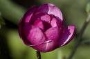 /gallery/data/505/thumbs/Magnolia_black_Tulip_1.jpg