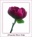 Magnolia_black_tulip.jpg