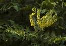 Mahonia.jpg