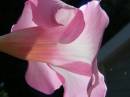 Mandevilla_blossom.jpg