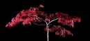 Maple_By_Night.jpg