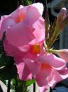 Mass_of_Mandevilla_blossoms.jpg