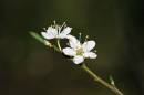 May_Blossom1.jpg