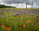 Meadow_Flowers.jpg