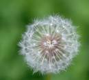 Milkweed.jpg