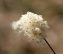 Milkweed_Burst.jpg