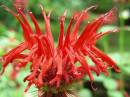 Mondardi_bee_balm_.jpg