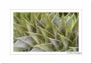 Monkey-Puzzle.jpg