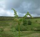 Moorland_bracken.jpg