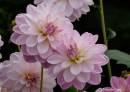 More_Dahlias.jpg