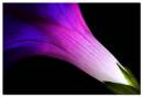 MorningGlory2.jpg