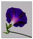 MorningGlory4.jpg