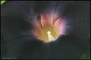 Morning_Glory_with_sig_.jpg